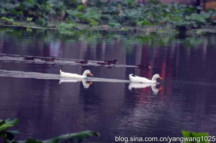 小鸳鸯与大白鸭
