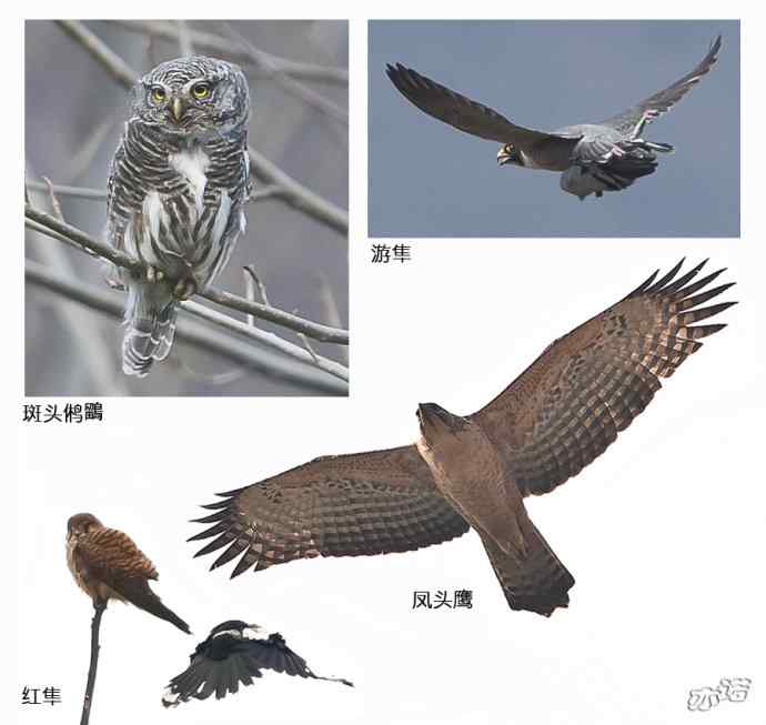 陕西洋县拍鸟——鸟儿的世界 观鸟的天堂