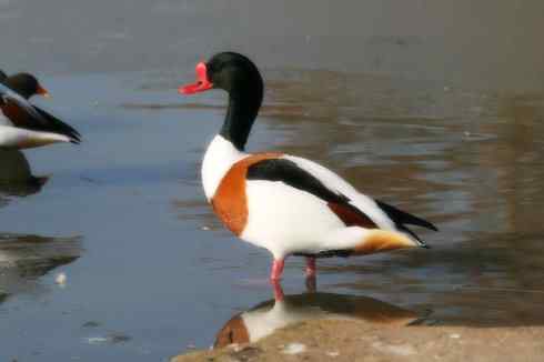 雁鸭之最之七（冠麻鸭、秋沙鸭、鹊鸭）