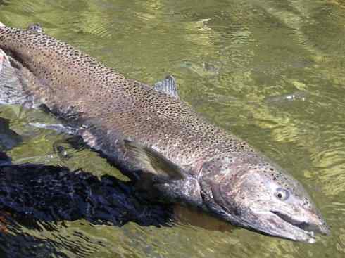 自然奇观：动物大迁徙(大马哈鱼)