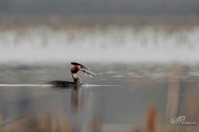 颐和园的凤头