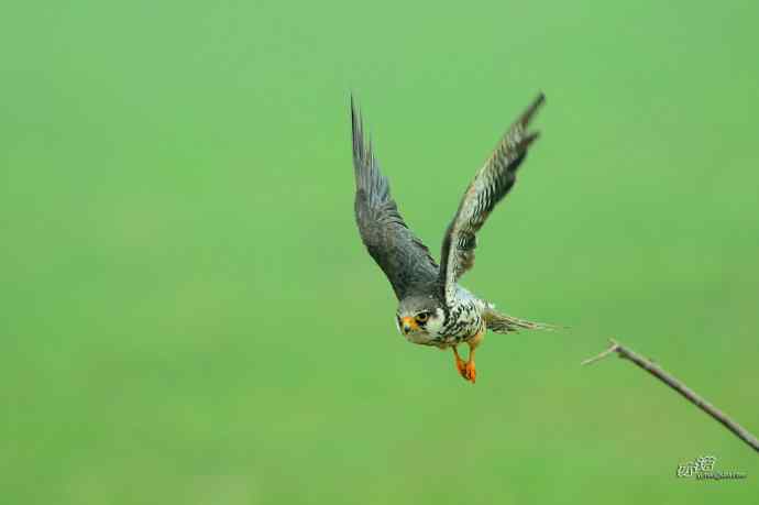 野鸭湖：抓拍阿穆尔隼起飞