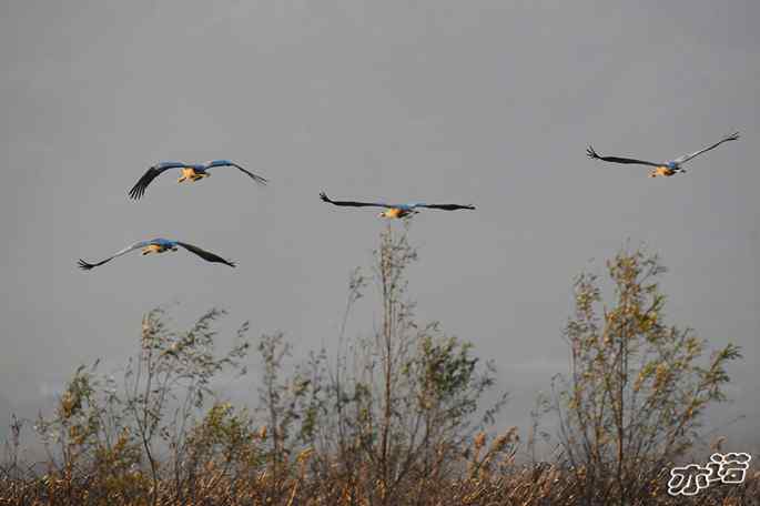 官厅水库&nbsp;wbr路&nbsp;wbr灰鹤