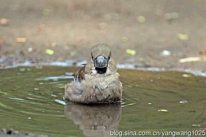 洗浴中的锡嘴雀（1）