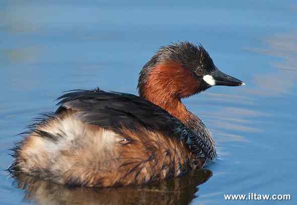 小鸊鷉叫声下载