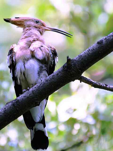 戴胜开冠数毛（鸟儿为悦己者容）
