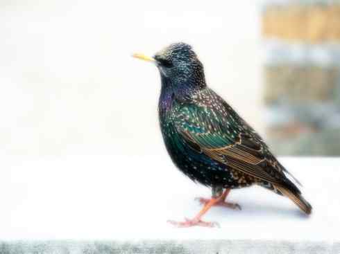 家禽驯化之源之二十三 家禽驯化之源之二十三