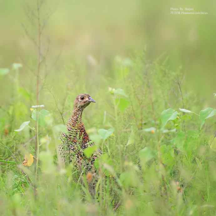 绿色鈥斺斏婊肪憋