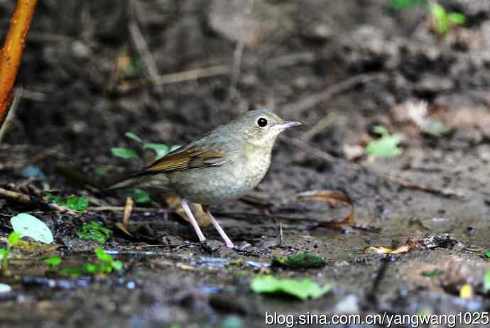 雌性蓝歌鸲（7）