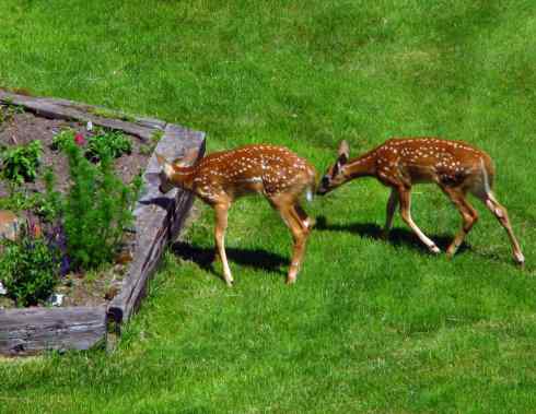 小鹿斑比姐妹俩