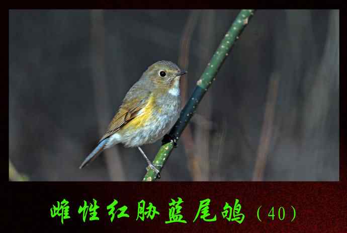 雌性红胁蓝尾鸲(40)