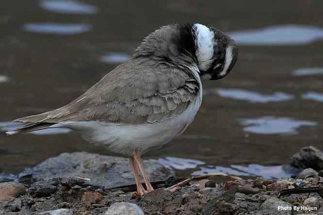 鸟为悦己者容(长嘴剑鸻梳妆)