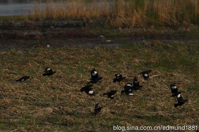 吴淞炮台湾湿地公园3月鸟况