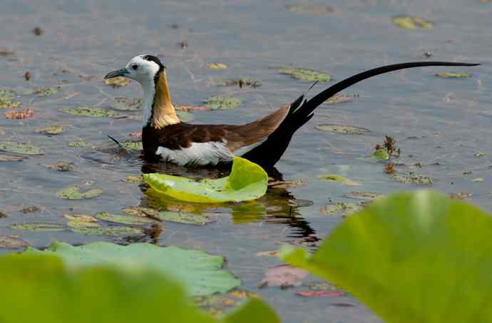 水雉：凌波一跃百媚生*