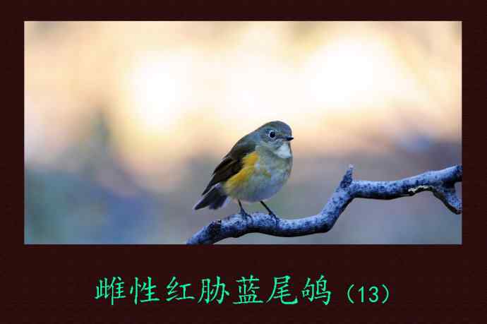 雌性红胁蓝尾鸲（13）