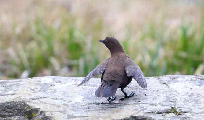 洋县两天观鸟,秦岭如此美妙! 洋县两天观鸟,秦岭如此美妙!
