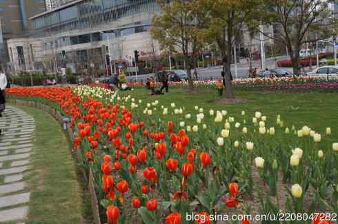 181.南园郁金香 181.南园郁金香