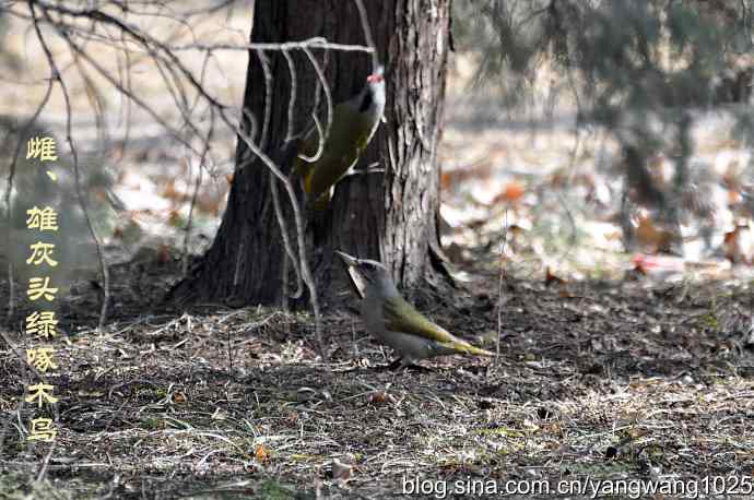 兴奋（抓拍到一对灰头绿啄木鸟）