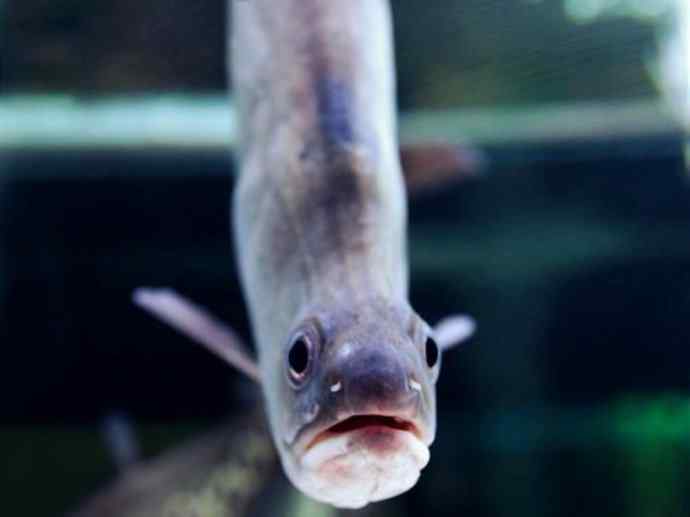 鱼类活化石：铠甲弓背鱼