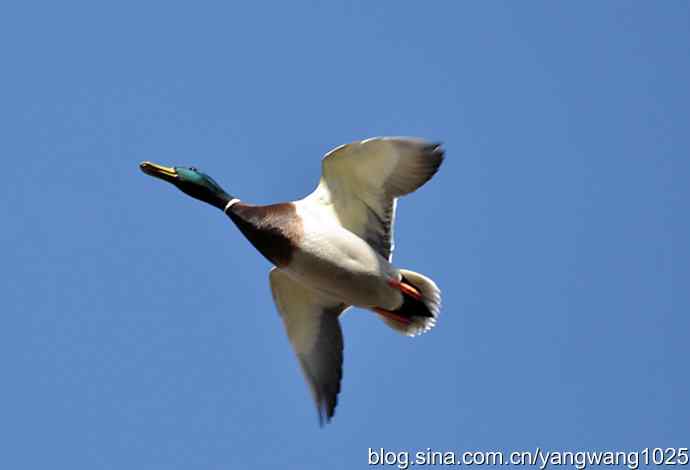 飞（绿头鸭）6