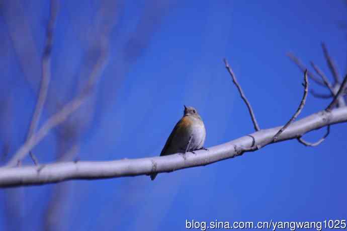 变焦（70-300）拍鸟儿【原版片】