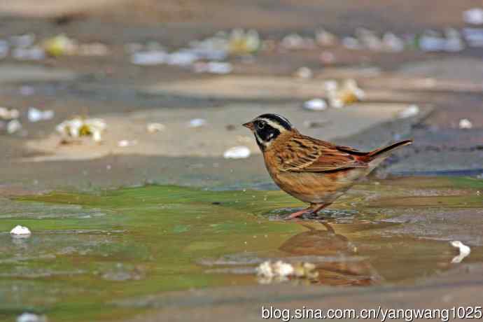 雄性白眉鹀(1) 雄性白眉鹀(1)