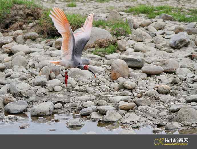 洋县拍鸟：珍禽鈥斨禧q