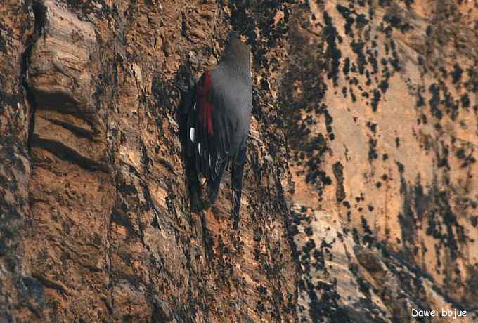 翩然红翅和十渡的那些鸟