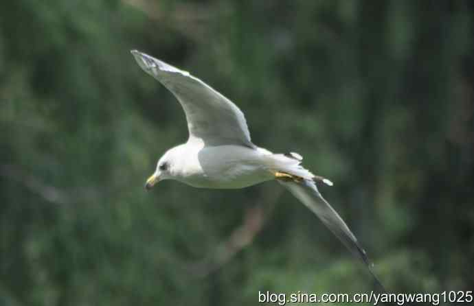 飞（海鸥） wbr1