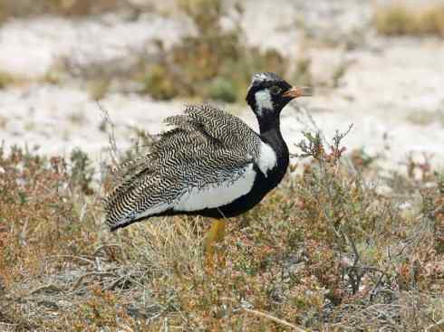 鸟类之最：大鸨