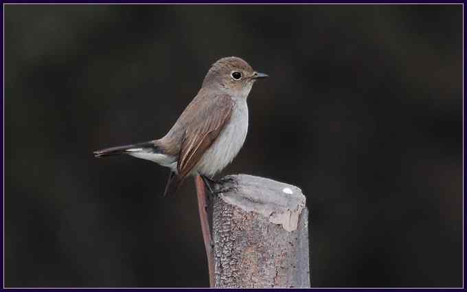 塘沽打鸟，新添八个新种（组图）