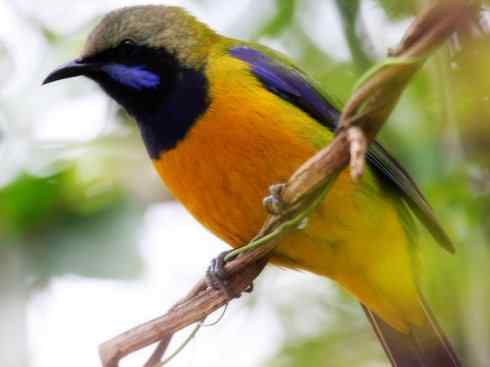 美丽无罪：雀鸟之叶鹎