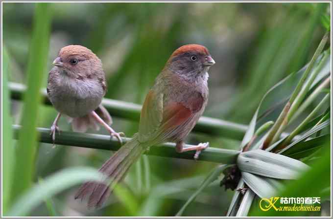 棕头鸦雀&bull;灰喉鸦雀【照片】
