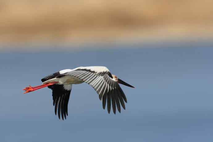 东方白鹳恭贺鈥溒飞 wbrTOP wbrLUX鈥澊罅返晔⒆捌裟