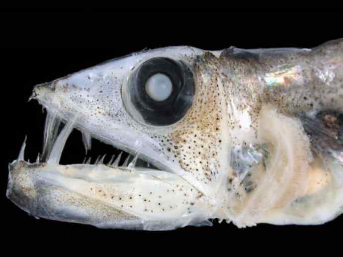 鱼类活化石：帆蜥鱼