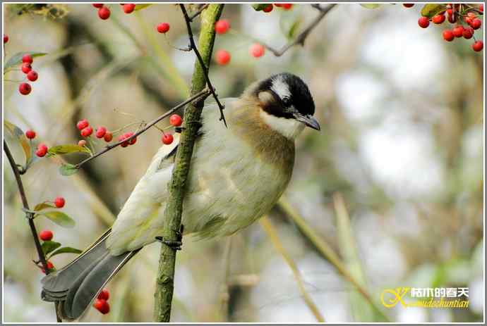 天冷了，鸟越来越少！【照片】