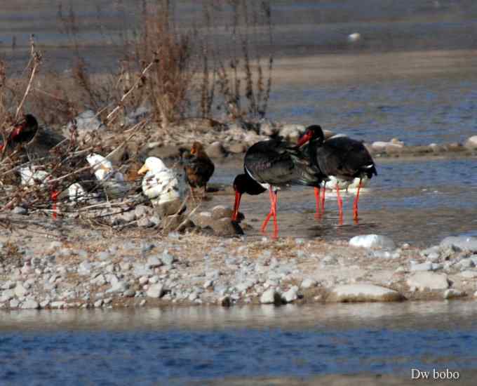 拒马河偶遇黑巨鸡 拒马河偶遇黑巨鸡
