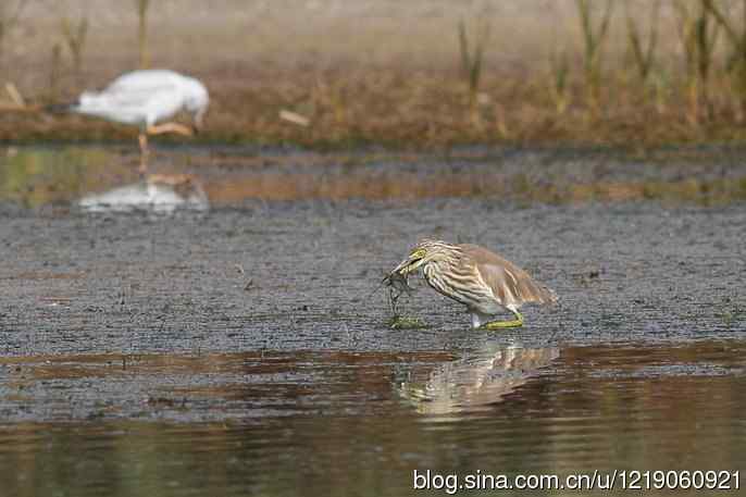 内蒙古鸟类摄影——池鹭（亚成鸟）