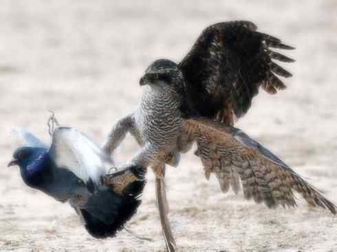 家禽驯化之源之六