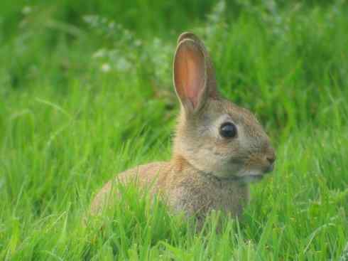 动物世界:山寨还是原创之十 动物世界:山寨还是原创之十