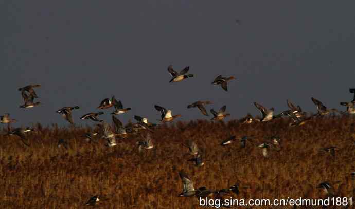 群鸭飞舞贺新岁 群鸭飞舞贺新岁
