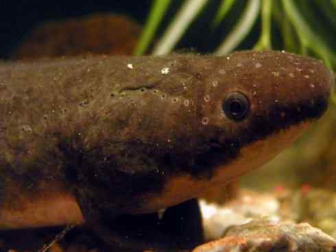 鱼类活化石:澳洲肺鱼 鱼类活化石:澳洲肺鱼