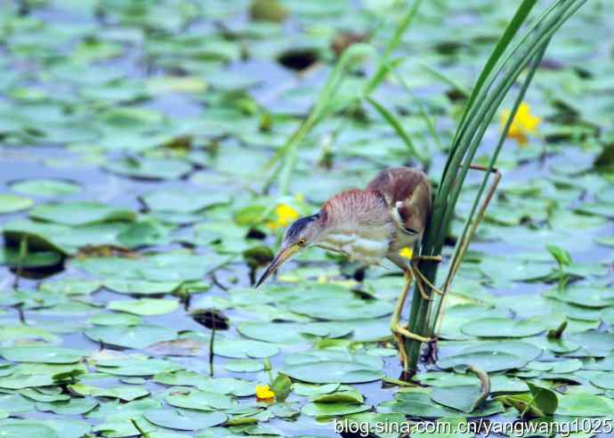北京将府公园的鸟类——早餐（黄苇鳽捕鱼纪实续）
