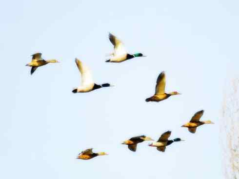 自然奇观：动物大迁徙(游禽)