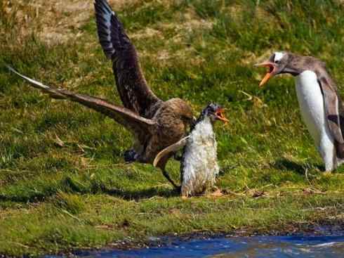 天生猎手：非猛禽类猎手（渡鸦、秃鹳）