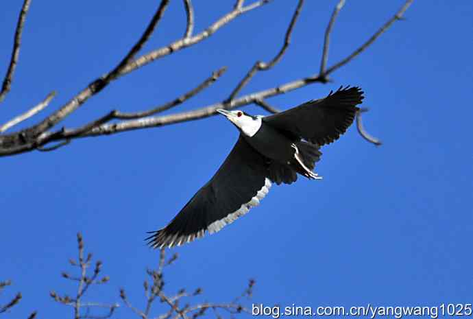 飞(夜鹭)3 飞(夜鹭)3