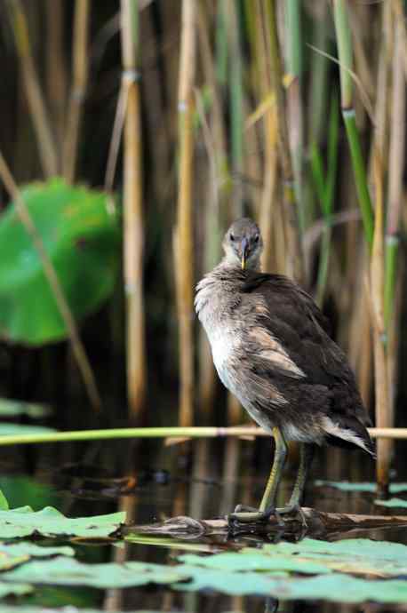 黑水鸡（亚成）