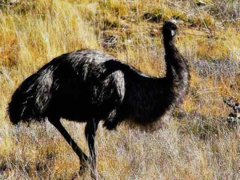 家禽驯化之源之十二 家禽驯化之源之十二