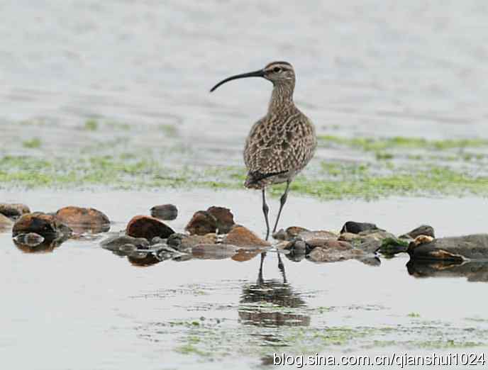 湿地观鸟.中杓鹬
