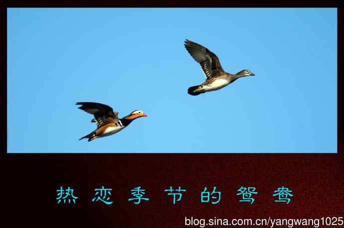 热恋季节的鸳鸯